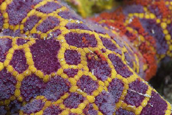 Starfish. Bare island. Sydney. D200, 60mm. by Derek Haslam 